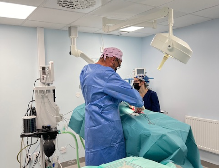 Veterinärer utför operation.