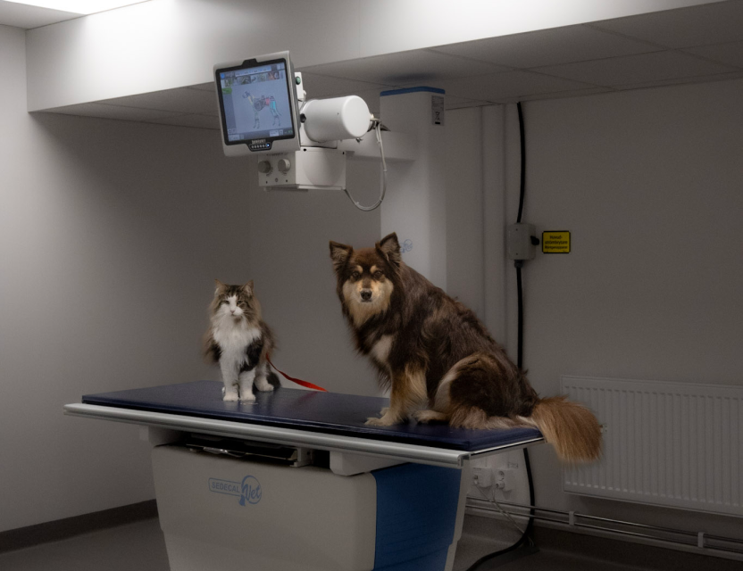 En hund och katt på ett röntgenbord.