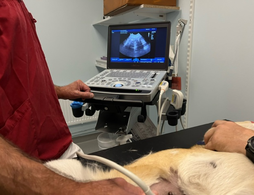 Veterinär utför ultraljud på en hund.